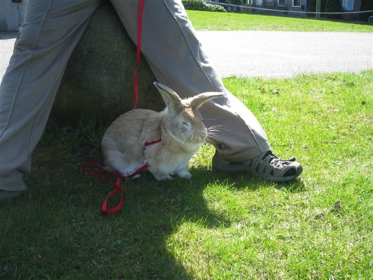 Kanin Molly *RIP* billede 8