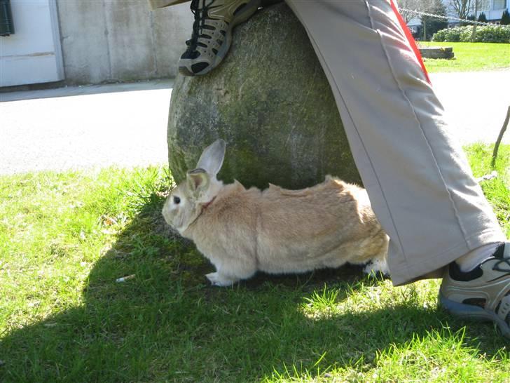 Kanin Molly *RIP* billede 9