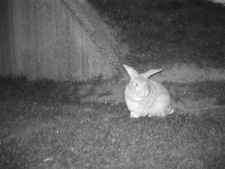 Kanin Molly *RIP* billede 11