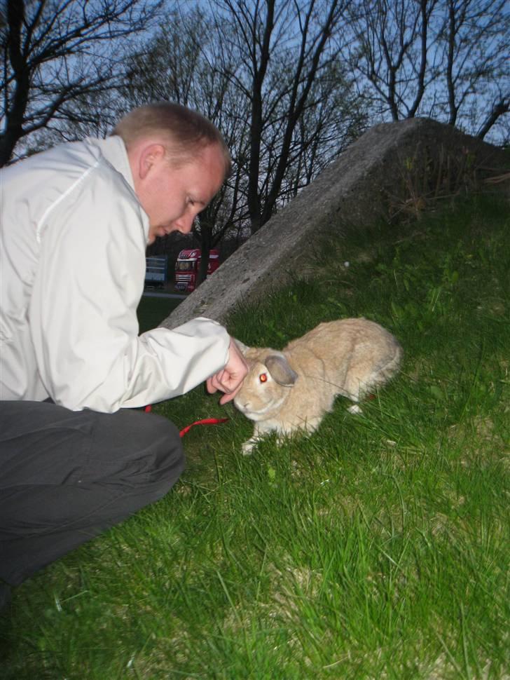 Kanin Molly *RIP* billede 12