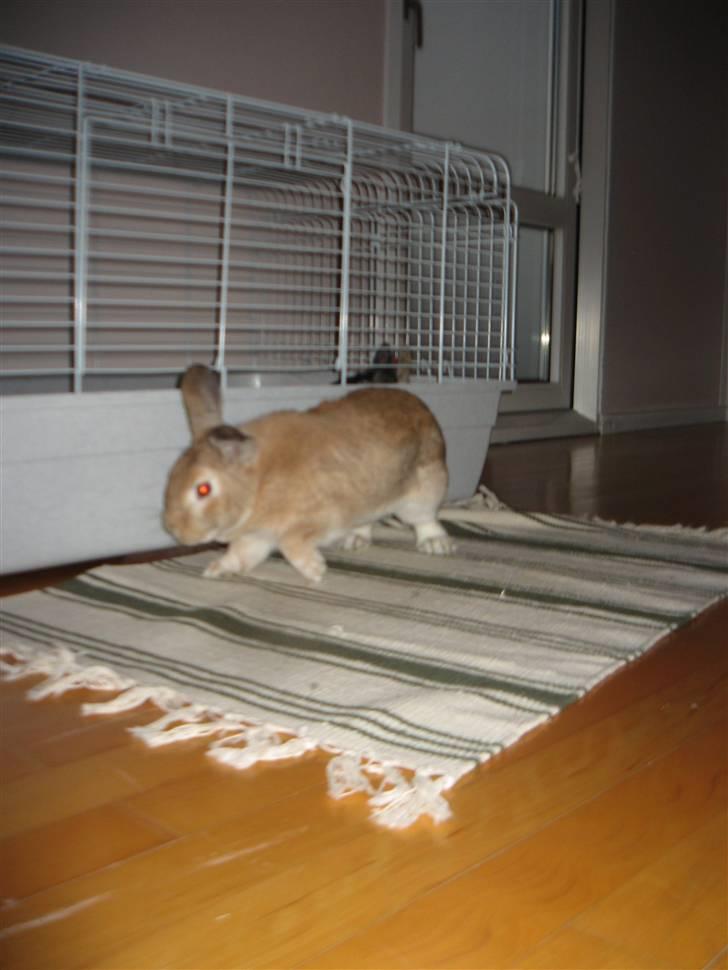 Kanin Molly *RIP* billede 13