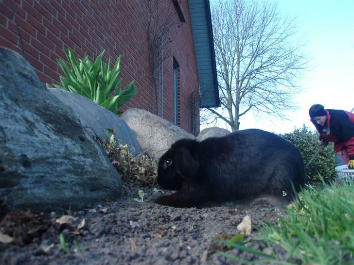 Kanin Polét billede 14