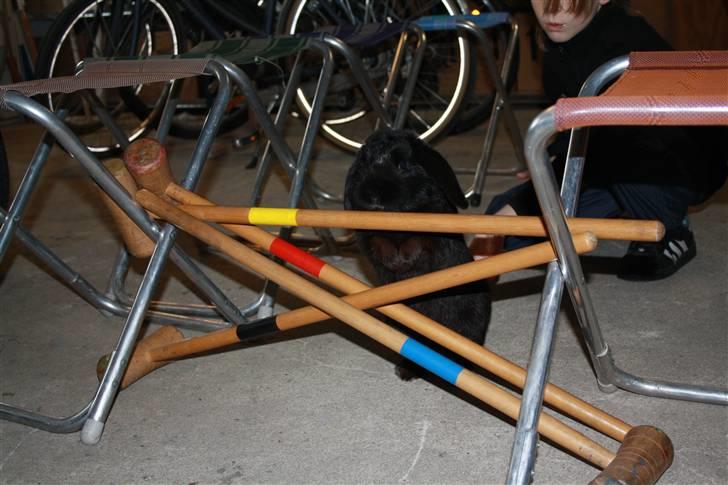 Kanin Polét billede 15