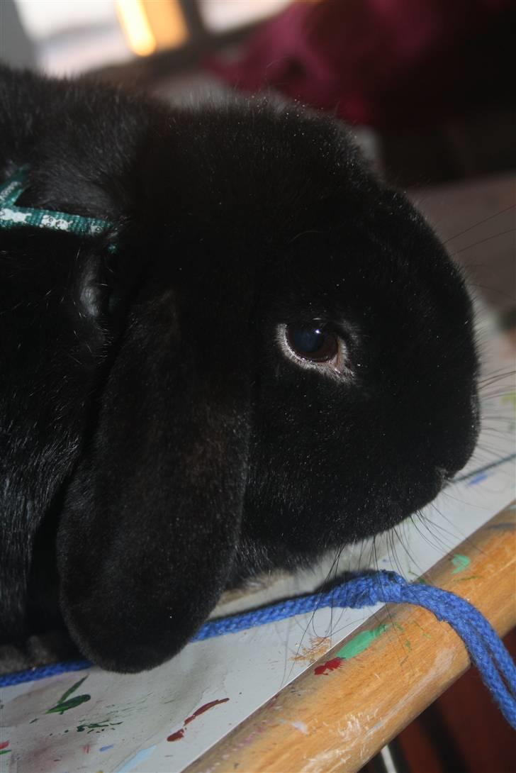 Kanin Polét billede 16