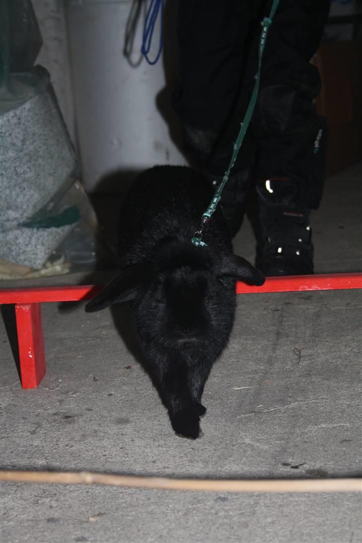 Kanin Polét - Spring d. 30 november billede 17