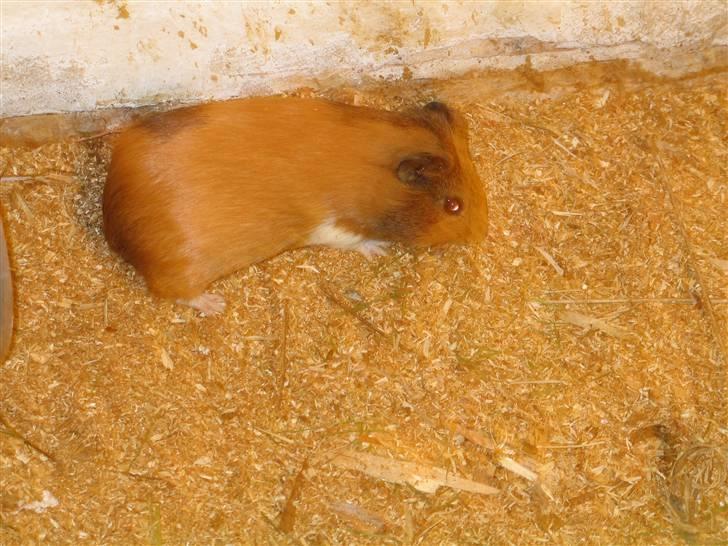 Marsvin Musse billede 2
