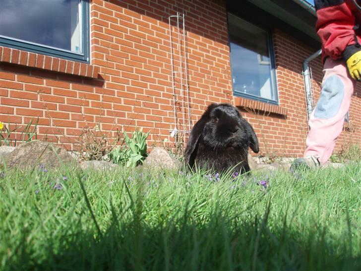 Kanin Polét billede 18