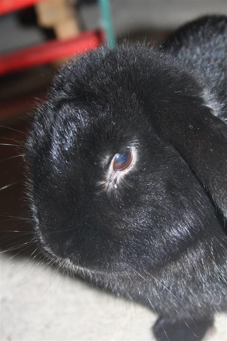 Kanin Polét - D. 30 november billede 19