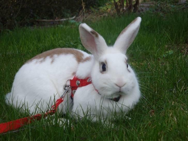 Kanin Lille Halv Måne billede 4