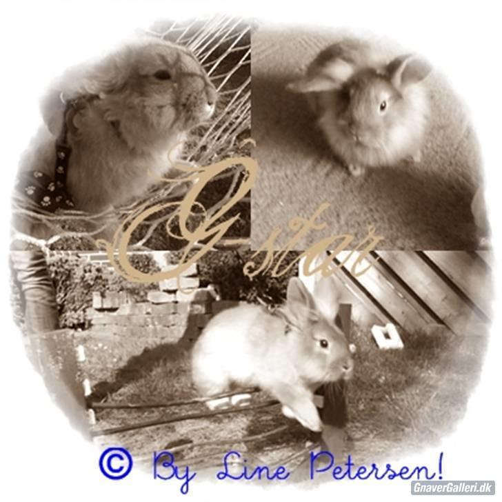 Kanin G-star Raw   billede 1