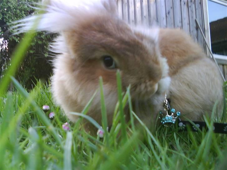 Kanin G-star Raw   billede 2