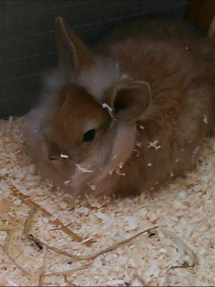 Kanin G-star Raw   billede 3