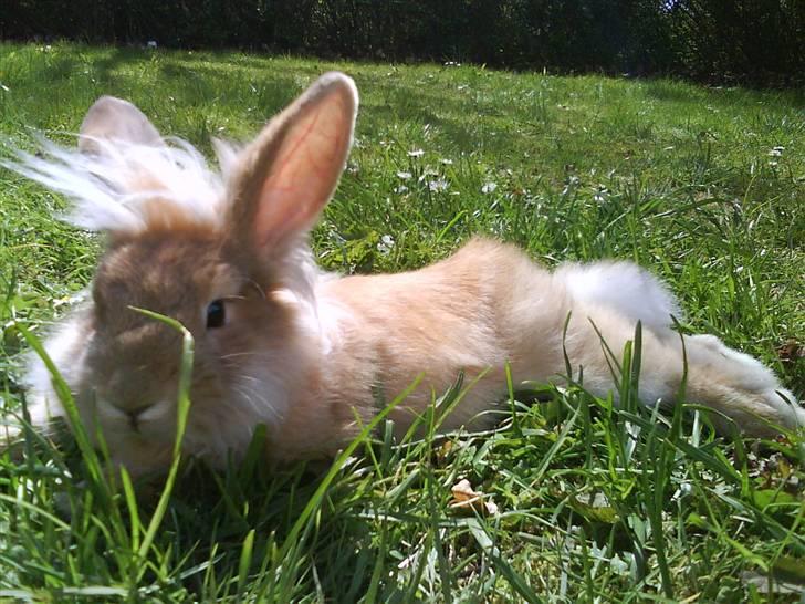 Kanin G-star Raw   billede 4