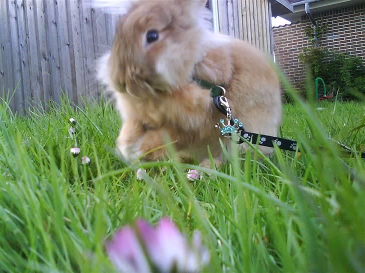 Kanin G-star Raw   billede 5