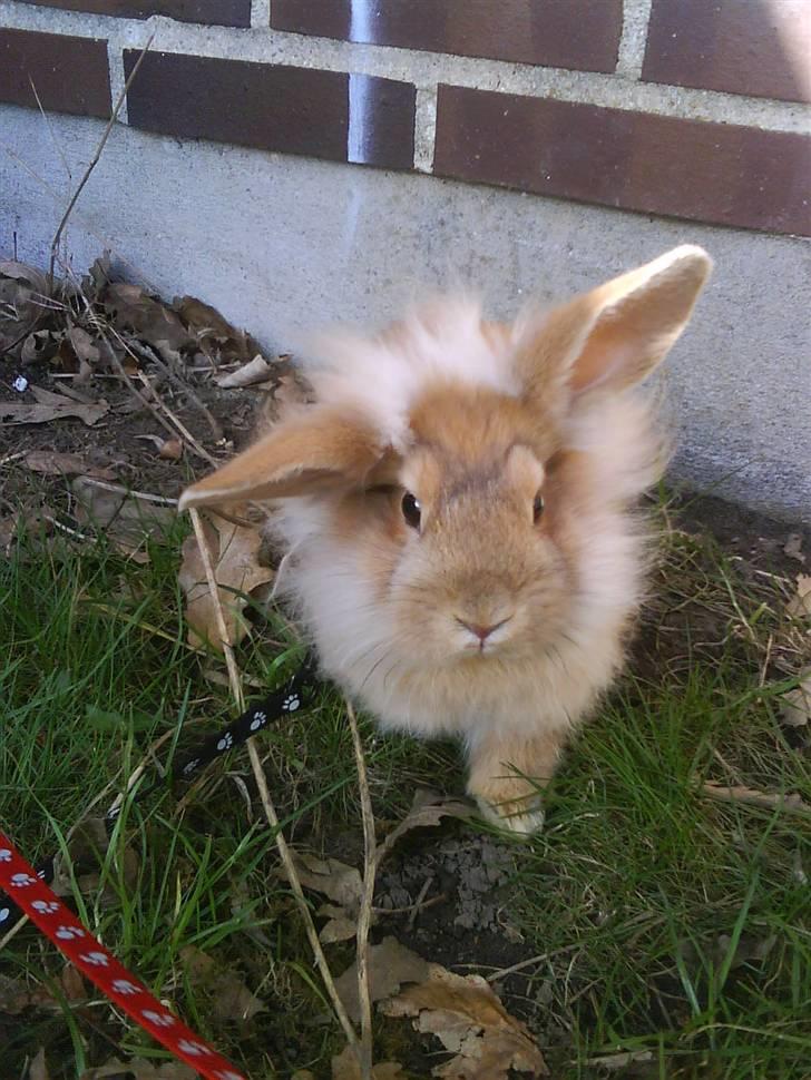 Kanin G-star Raw   billede 6