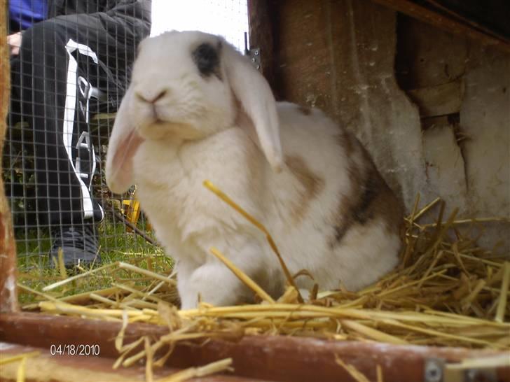 Kanin Soffie billede 16