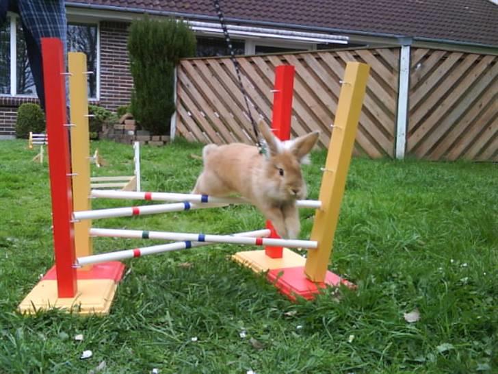 Kanin G-star Raw   billede 7