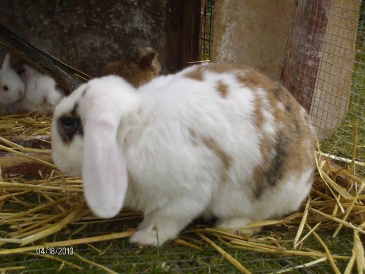 Kanin Soffie billede 17