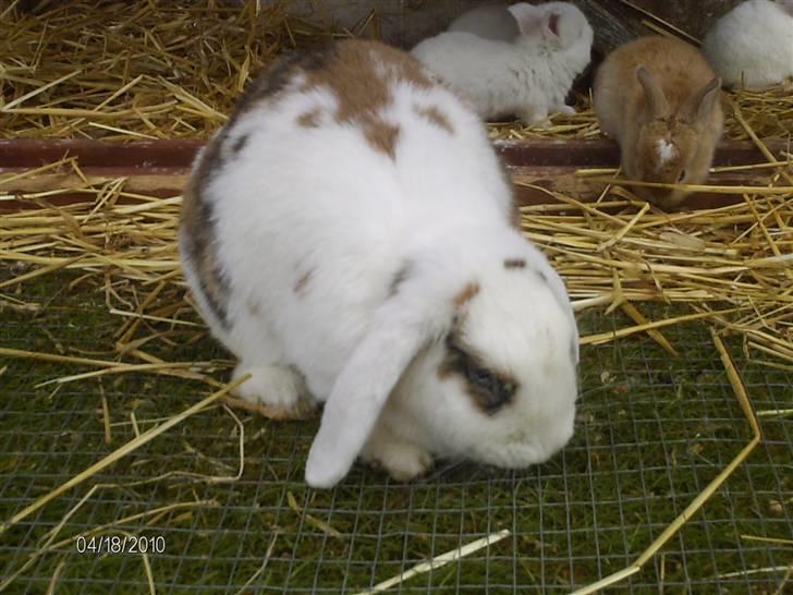 Kanin Soffie billede 18