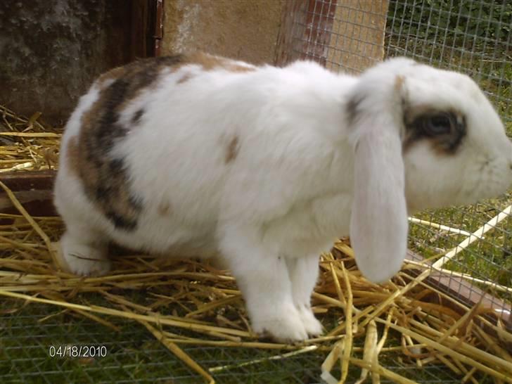 Kanin Soffie billede 19