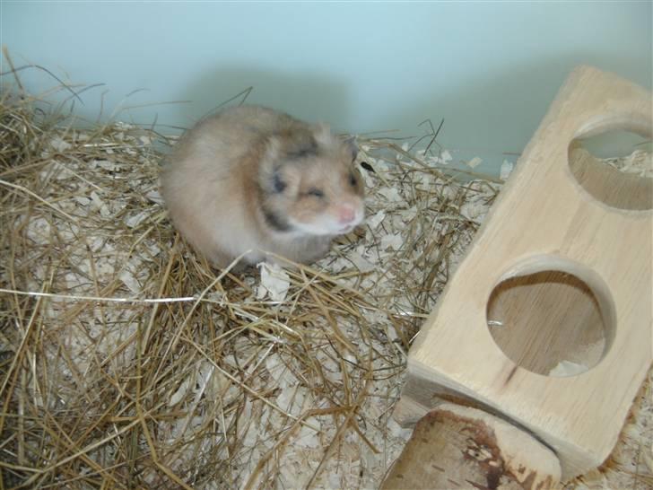 Hamster Rose billede 5