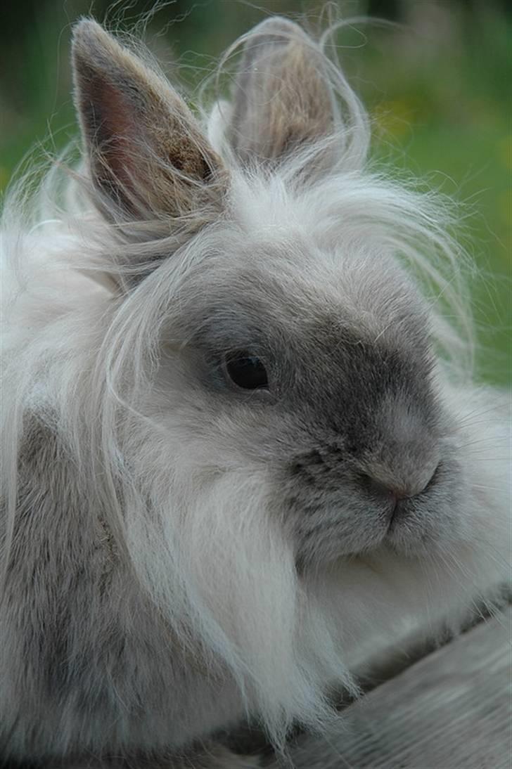 Kanin Shanti R.I.P. - Velkommen til Shantis profil :o) billede 1