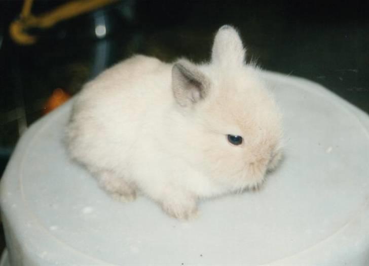 Kanin Shanti R.I.P. - 3 uger gammel billede 2