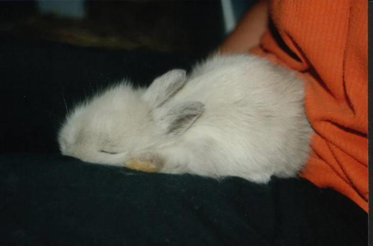 Kanin Shanti R.I.P. - 3 uger gammel og meget træt billede 3