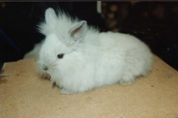 Kanin Shanti R.I.P. - 6 uger gammel billede 4