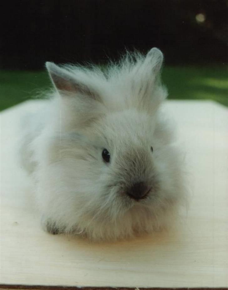 Kanin Shanti R.I.P. - 8 uger gammel og lige flyttet hjem til os billede 5
