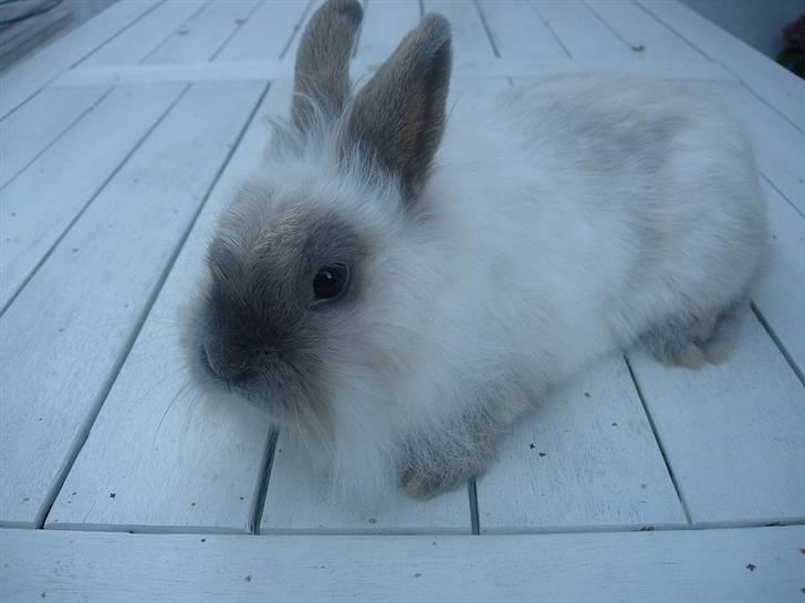 Kanin Shanti R.I.P. - 3 måneder gammel billede 7
