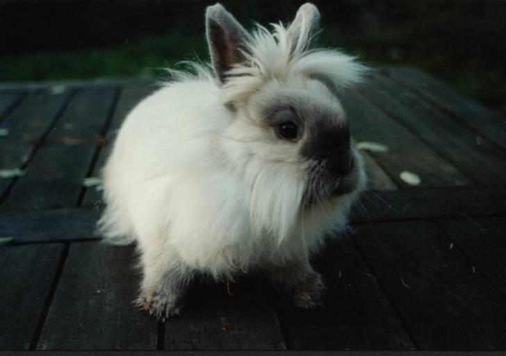 Kanin Shanti R.I.P. - 4 måneder gammel billede 8