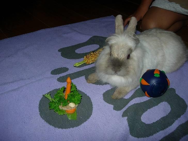 Kanin Shanti R.I.P. - 1 års fødselsdag med kaninlagkage :o) billede 9