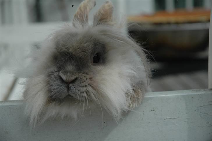 Kanin Shanti R.I.P. - Sommer 2009 billede 13