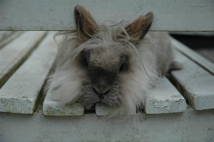 Kanin Shanti R.I.P. - Sommer 2009 (Nej, hun sidder ikke fast. Hun er bare nysgerrig) billede 14