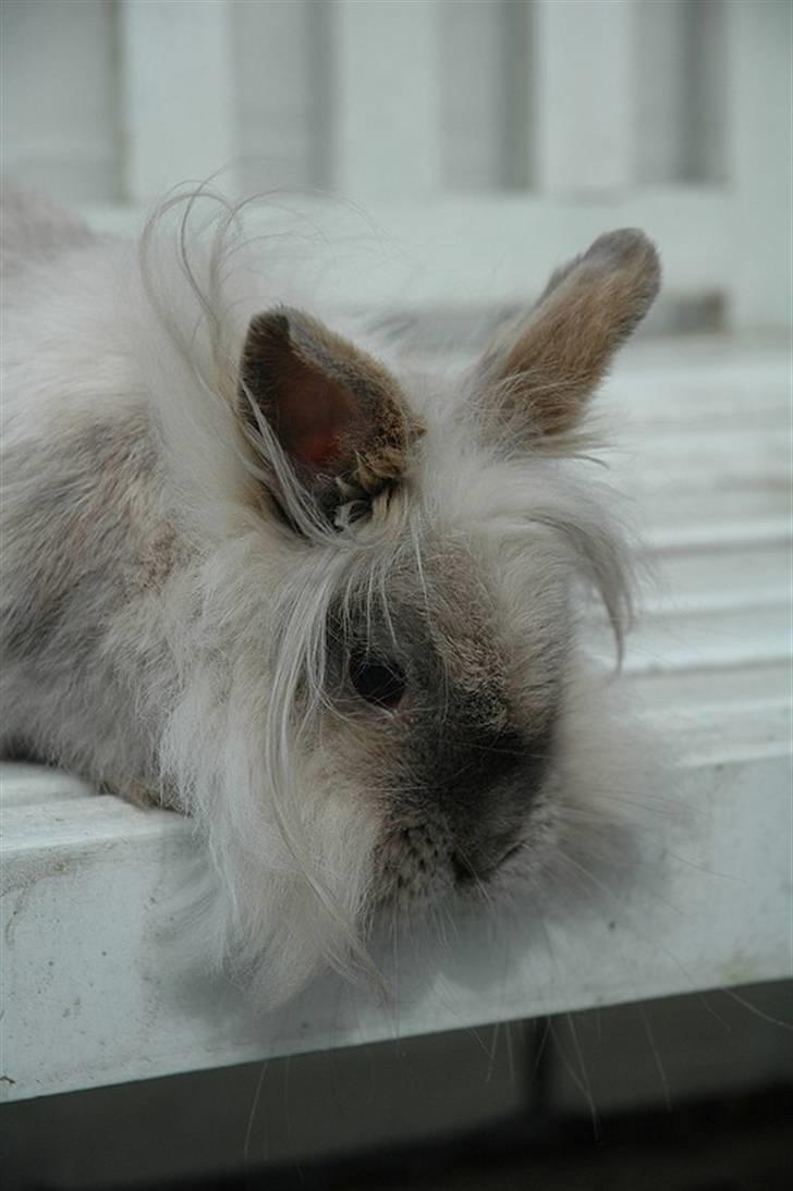 Kanin Shanti R.I.P. - Sommer 2009 billede 15