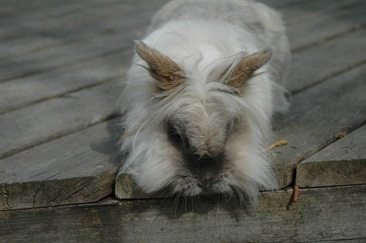 Kanin Shanti R.I.P. - Gad vide om jeg tør hoppe ned... billede 17