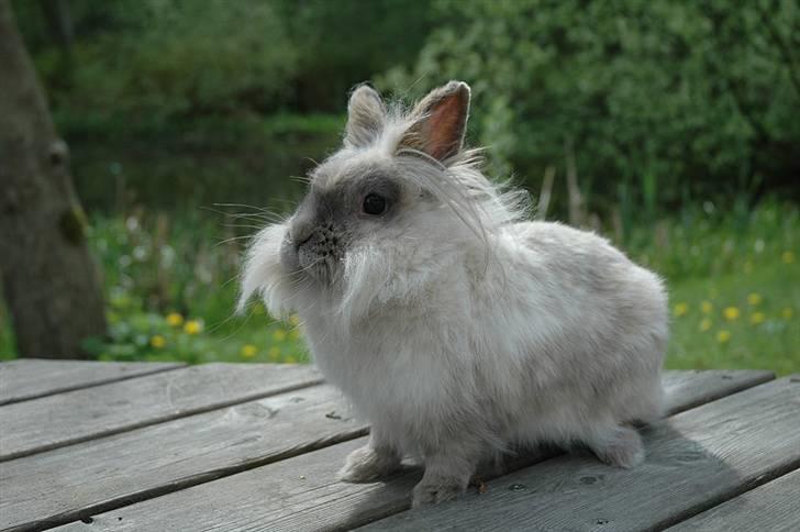 Kanin Shanti R.I.P. - Løbetur på terrassen billede 19