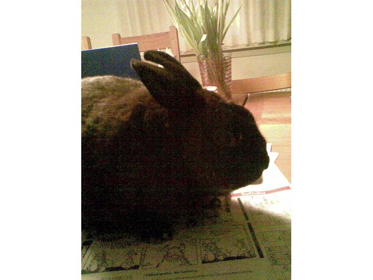 {{currentPhoto.altText}} billede {{currentPhoto.number}}