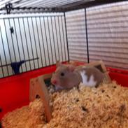 Hamster Hammi