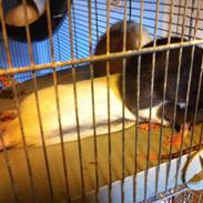 Tamrotte Donau's Cai