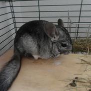 Chinchilla Lula