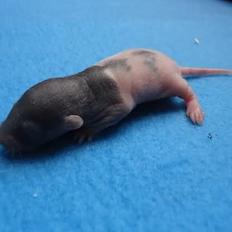 Tamrotte Virginia RIP