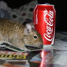 Degu frank
