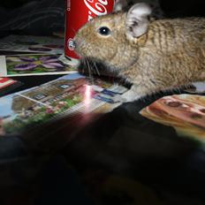 Degu frank