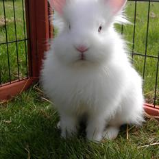 Kanin *Birkegades Snehvide* R.I.P <3