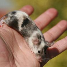 Mus LovelyMouse Chloé