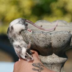 Mus LovelyMouse Chloé