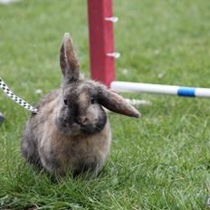 Kanin Staldlyne's Damon