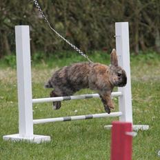 Kanin Staldlyne's Damon